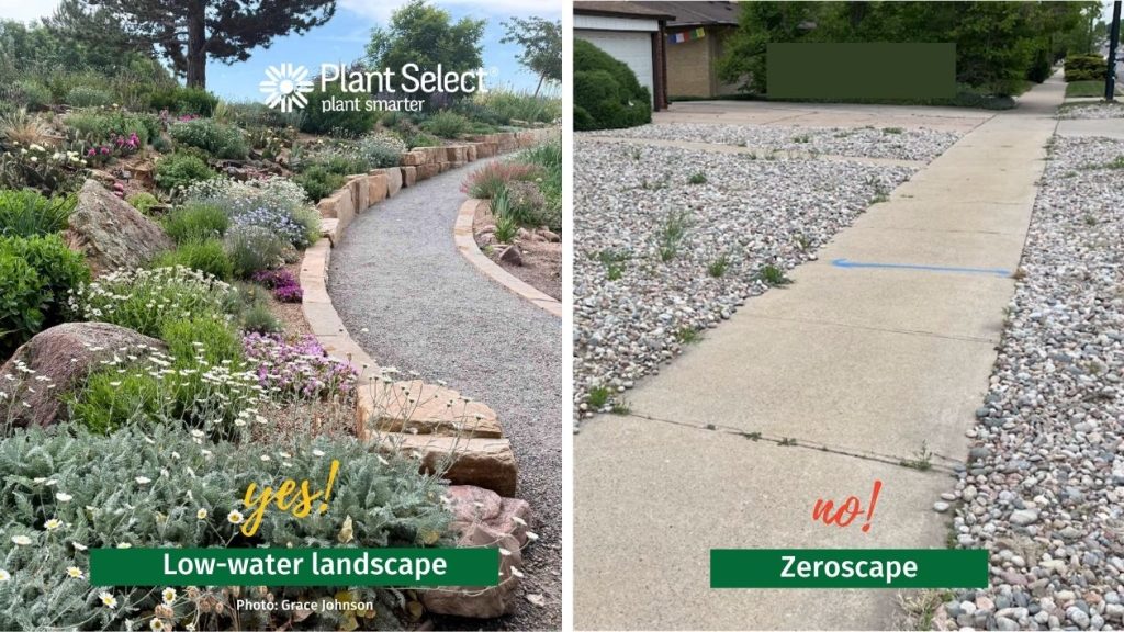 Example of xeriscape vs zeroscape. Plants are important, even during drought. 